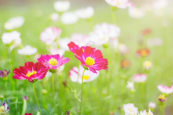 Cosmos avec rafraîchissant . — Photo