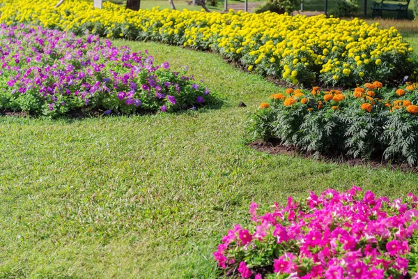 Flowers are planted and lawn. — Stock Photo, Image