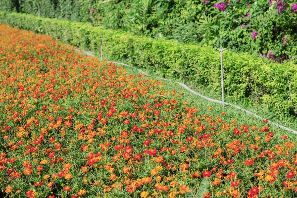 Blumen mit Pflanzen im Garten. — Stockfoto