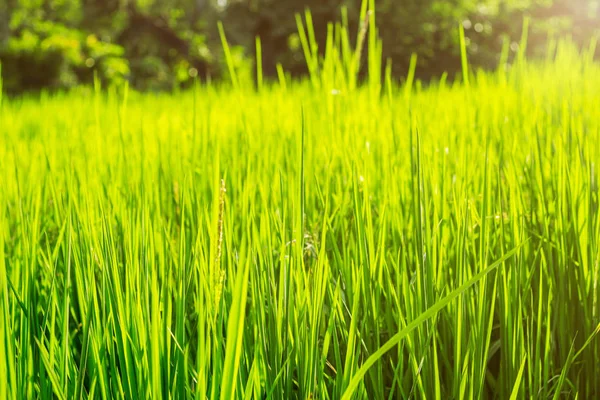 Riso verde con luce solare . — Foto Stock