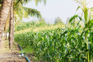 Kırsal Mısır tarlasında.