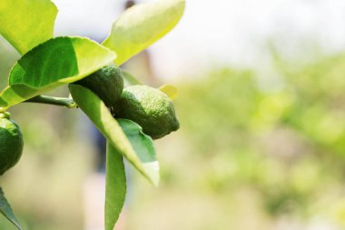 Güneş ışığı ile limon.