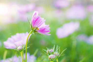 Pembe evren ile güzel.