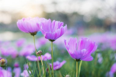 Mor evren ile güzel.