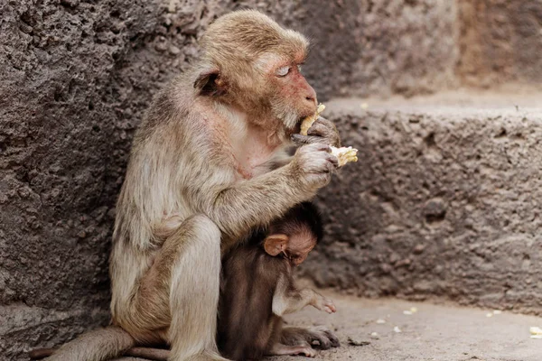 Monos comiendo en el edificio . — Foto de Stock
