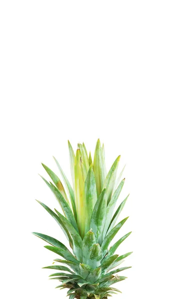 Pineapple of leaves. — Stock Photo, Image