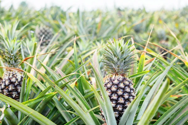 Pineapple on tree in farm.