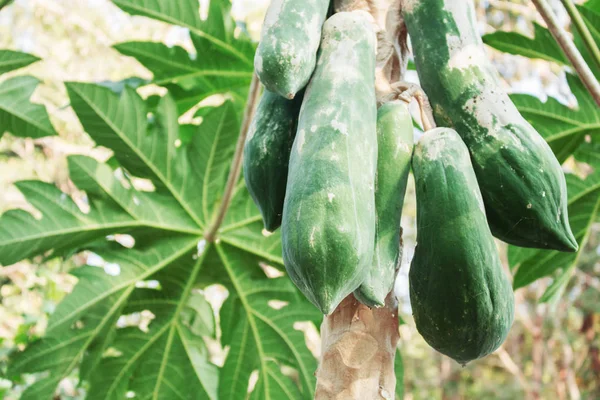 Raw papaya on tree. — Stock Photo, Image