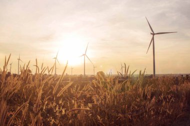 gün batımında çayır.