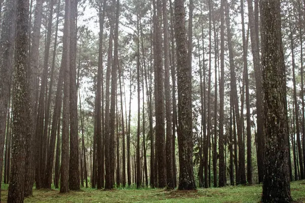 Tallskog på vintern. — Stockfoto