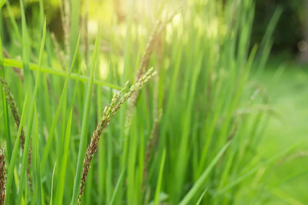 Arroz cultivado en el campo . —  Fotos de Stock