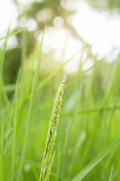 Rizs termesztés terén. — Stock Fotó