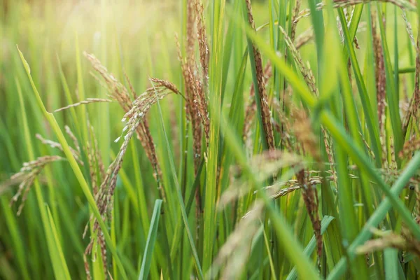 Ryżu rośnie z naturą. — Zdjęcie stockowe