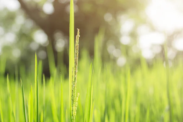 Rice growing with sunlight. — Stock Photo, Image
