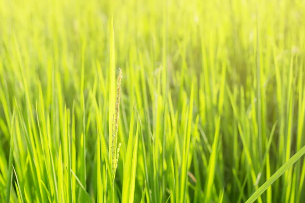 Folhas de arroz com fundo natural . — Fotografia de Stock