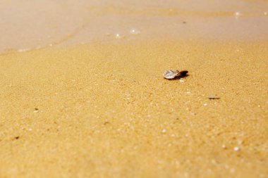 Kumsalda deniz kabukları.
