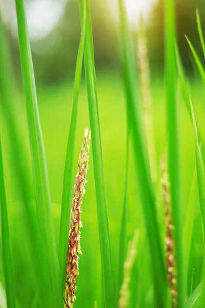 Növekvő rizs a természettel. — Stock Fotó