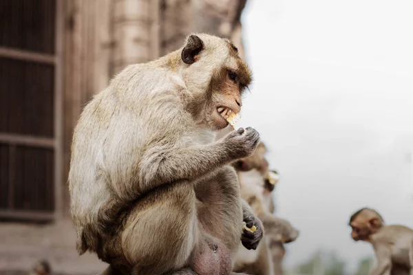 Los monos están comiendo comida . — Foto de Stock