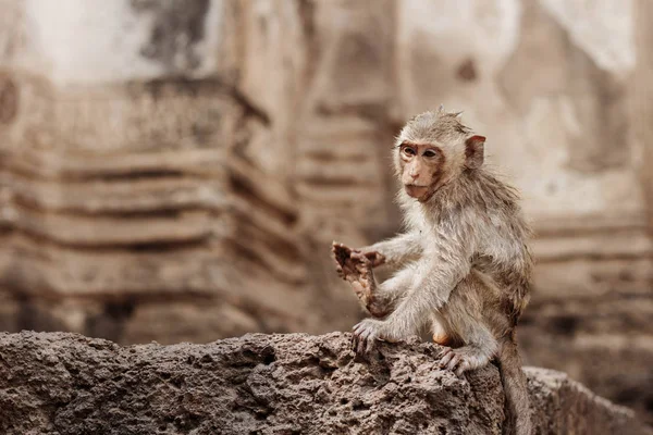 Mono con fondo de edificio . — Foto de Stock
