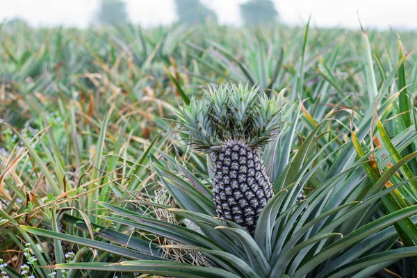 Ananas bir çiftlikte.