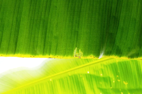 Banánlevél Textúra Felület Napfény — Stock Fotó