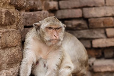 Bakan gözlerle maymun.