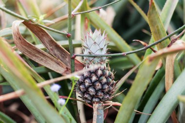 Ananas ve ot alanında.