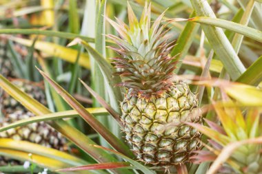 Ananas ağır etkileri.