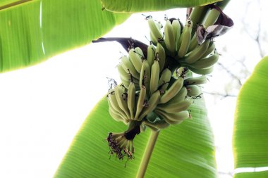 Ham muz gökyüzüne.