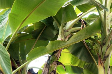 Arka plan ile muz ağacı.