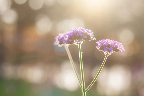 Flores púrpuras por la mañana . —  Fotos de Stock