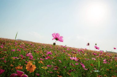 Kozmos güneş ışığında tarlada.