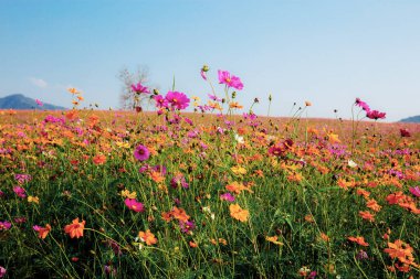 Gökyüzü ile kozmos tarlada.