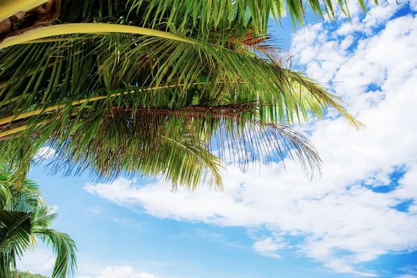 Пальмове листя в небі влітку . — стокове фото
