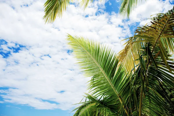 Folhas de palma no céu . — Fotografia de Stock