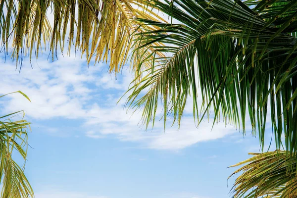Palmové listy při slunečním světle. — Stock fotografie