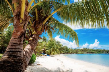 palmiye ağacı Denizi.