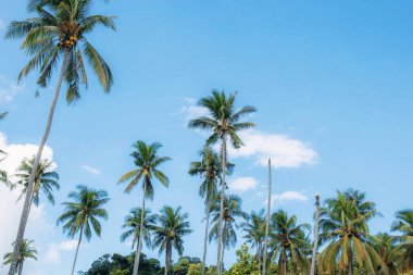 palmiye ağacı gökyüzü ile.