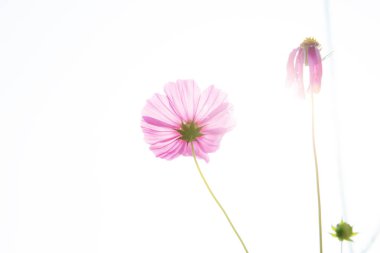 İzole edilmiş arka planı olan pembe bir evren..