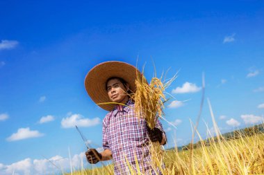 Hasat mevsimi çiftçileri tarlalarda duruyor..