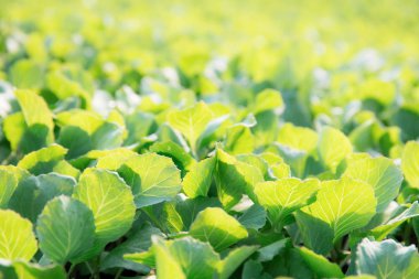 Gün ışığında organik sebze.