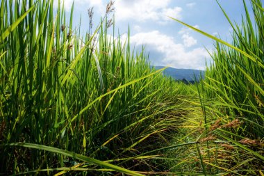 Pirinç tarlada güneş ışığıyla.