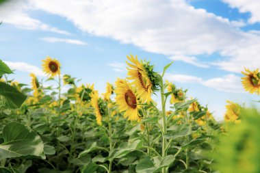 mavi gökyüzü ile ayçiçeği.