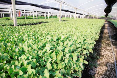 Organik tarım serasında sebzeler.