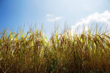 Tarlalarda buğday ve güneş ışığı.