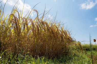 Gökyüzündeki pirinç tarlalarında buğday.