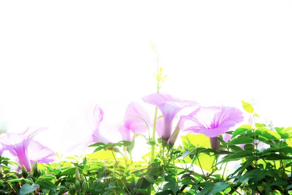 Λουλούδι καμπάνα μοβ με ήλιο. — Φωτογραφία Αρχείου