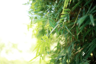 Güneş ışığı, bambu yaprakları.