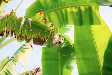 Muz yaprakları arka planda.