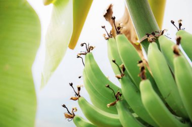 Güneş ışığıyla ağaçta muz.